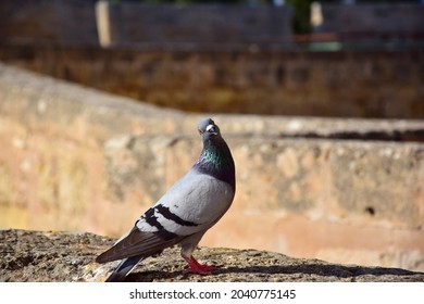 Funny pigeon on top of Bellver Castle, Mallorca, Spain.
