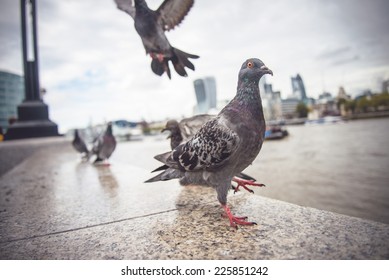 1000 Funny Pigeon Stock Images Photos Vectors Shutterstock