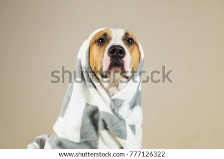 Funny pitbull dog in throw blanket. Beautiful young staffordshire terrier posing in minimalistic background after bath or shower, wrapped in towel or plaid