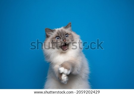 funny playful birman cat with blue eyes looking shocked portrait on blue background with mouth open and copy space