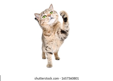 Funny Playful Cat Scottish Straight Standing Isolated On A White Background