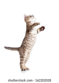 Funny Playful Cat Standing Stock Photo 162202028 | Shutterstock