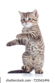 Funny Playful Cat Is Standing Isolated On White