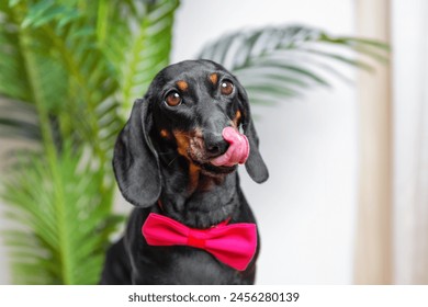 Funny playful dachshund dog in bright bow tie appetizing shows his tongue against the background of home plant in a cozy home, teasing, anticipating a delicious dessert for a birthday, holiday party
