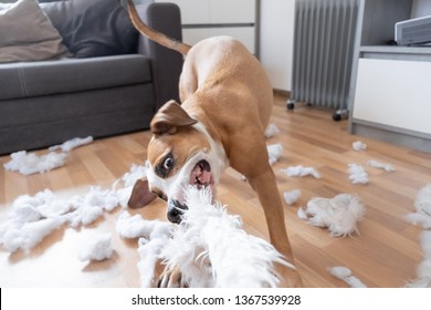 Funny playful dog destroying a fluffy pillow at home. Staffordshire terrier tearing apart a piece of homeware and enjoying the process - Powered by Shutterstock