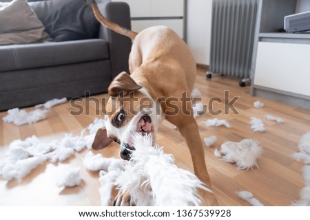 Funny playful dog destroying a fluffy pillow at home. Staffordshire terrier tearing apart a piece of homeware and enjoying the process