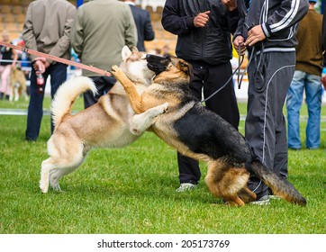Funny playful dogs - Shutterstock ID 205173769