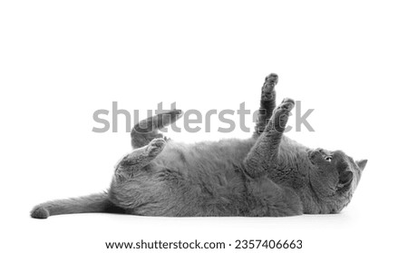 Funny playful fat British cat lies on its back, raising its paws up, isolated on a white background. Obesity in cats