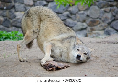 Funny Playful Wolf Rolling On The Ground