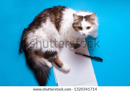 Funny playfull cat lying on office desk. Top view of blue office desk with white sheet of notepad with free copy space, pen, glasses