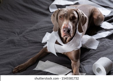 Funny pointer dog with guilty look after playing and making mess with toilet paper lying on bed