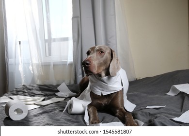 Funny Pointer Dog With Guilty Look After Playing And Making Mess With Toilet Paper Lying On Bed