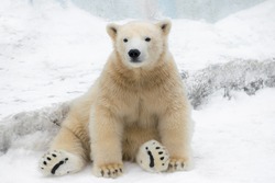 Funny Polar Bear. Polar Bear Sitting In A Funny Pose. White Bear