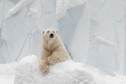 Funny Polar Bear. Polar Bear Sitting In A Funny Pose. White Bear.