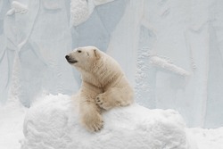 Funny Polar Bear. Polar Bear Sitting In A Funny Pose. White Bear.
