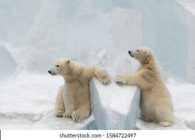 Sleepy Polar Bear High Res Stock Images Shutterstock - sleepy polar bear roblox