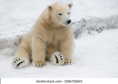 Polar Bear Penguin Images Stock Photos Vectors Shutterstock