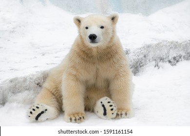Funny polar bear. Polar bear sitting in a funny pose. white bear