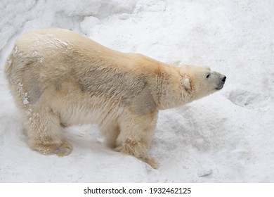 Funny Polar Bear. Polar Bear Sitting In A Funny Pose. White Bear