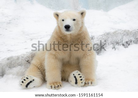 Funny polar bear. Polar bear sitting in a funny pose. white bear