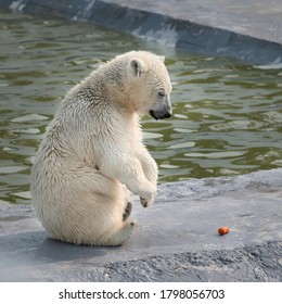 Funny Polar White Bear Cub Sitting And Looking At Carrots