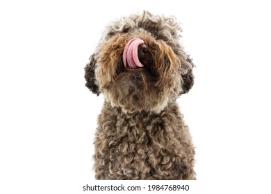 Funny Poodle Dog Licking Its Lips. Isolated On White Background.