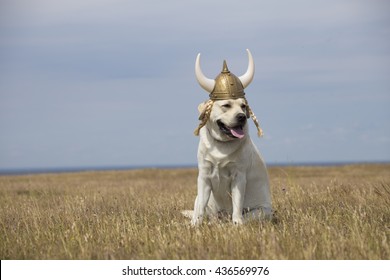 Image result for yellow lab in norse helmet