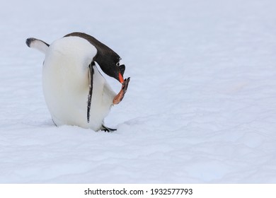 Funny Portrait Of An Agile Solo Antarctic Gentoo Penguin (Pygoscelis Papua) Balancing In The Snow Of Antarctica With One Foot Raised Using Its Beak To Scratch