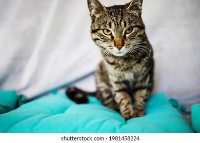 Funny Portrait Arrogant Short-Haired Domestic Tabby Cat Relaxing At Home. 