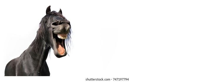 funny portrait of a black horse isolated on white background in panoramic size