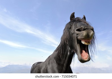 funny portrait of a black horse on blue sky 