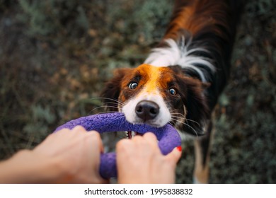 Funny Portrait Of Border Collies Playing On The Walk In The Forest. Happy Dogs Drag The Toy. Dog With Holi Color Paints On Its Face. Dog Play.