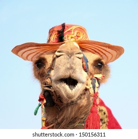 Funny Portrait Of Camel With Hat 