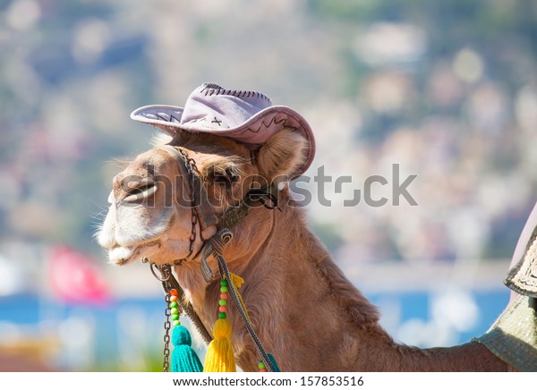 cool camel hat