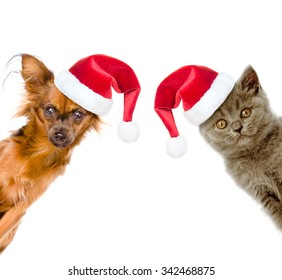 Funny portrait of a cat and a dog in red santa hats