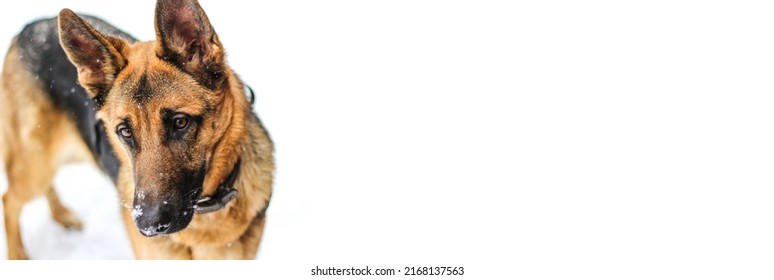 Funny Portrait Of A Cute German Shepherd On A White Background In Winter. Pet Care And Animal Concept. Banner. Banner Design With Place For Text. Family Member, Big Dog, Loyal Friend