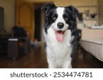 Funny portrait cute puppy dog border collie indoor. Pet dog resting at home. Puppy dog indoors in domestic room. Funny emotional dog having playful mood. Love for pets friendship companion pet care