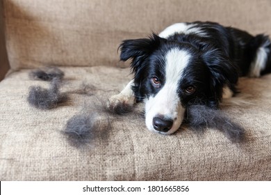 Funny portrait of cute puppy dog border collie with fur in moulting lying down on couch. Furry little dog and wool in annual spring or autumn molt at home indoor. Pet hygiene allergy grooming concept - Powered by Shutterstock