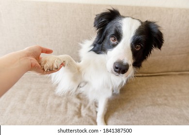 Funny Portrait Of Cute Puppy Dog Border Collie On Couch Giving Paw. Dog Paw And Human Hand Doing Handshake. Owner Training Trick With Dog Friend At Home Indoors. Friendship Love Support Team Concept