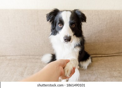 Funny Portrait Of Cute Puppy Dog Border Collie On Couch Giving Paw. Dog Paw And Human Hand Doing Handshake. Owner Training Trick With Dog Friend At Home Indoors. Friendship Love Support Team Concept