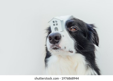 Funny Portrait Of Cute Puppy Dog Border Collie Holding Miniature Toy Model House On Nose Isolated On White Background. Real Estate Mortgage Property Sweet Home Dog Shelter Concept