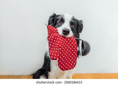 Funny Portrait Of Cute Puppy Dog Border Collie Holding Kitchen Spoon Ladle Oven Mitt In Mouth At Home Indoor. Chef Dog Cooking Dinner. Homemade Food, Restaurant Menu Concept. Cooking Process