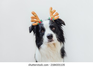 Funny portrait of cute puppy dog border collie wearing Christmas costume deer horns hat isolated on white background. Preparation for holiday. Happy Merry Christmas concept
