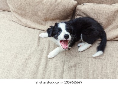 Funny Portrait Of Cute Smilling Puppy Dog Border Collie On Couch. New Lovely Member Of Family Little Dog At Home Barking And Waiting. Pet Care And Animals Concept