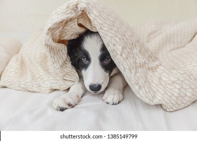 Funny portrait of cute smilling puppy dog border collie lay on pillow blanket in bed. New lovely member of family little dog at home lying and sleeping. Pet care and animals concept - Powered by Shutterstock