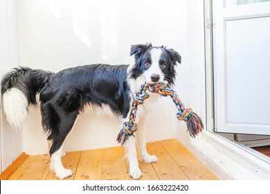 Funny portrait of cute smilling puppy dog border collie holding colourful rope toy in mouth. New lovely member of family little dog at home playing with owner. Pet care and animals concept