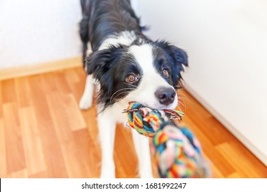 Funny Portrait Of Cute Smilling Puppy Dog Border Collie Holding Colourful Rope Toy In Mouth. New Lovely Member Of Family Little Dog At Home Playing With Owner. Pet Care And Animals Concept