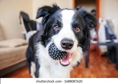 Funny portrait of cute smilling puppy dog border collie holding toy ball in mouth. New lovely member of family little dog at home playing with owner. Pet care and animals concept