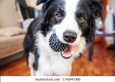 Funny portrait of cute smilling puppy dog border collie holding toy ball in mouth. New lovely member of family little dog at home playing with owner. Pet care and animals concept