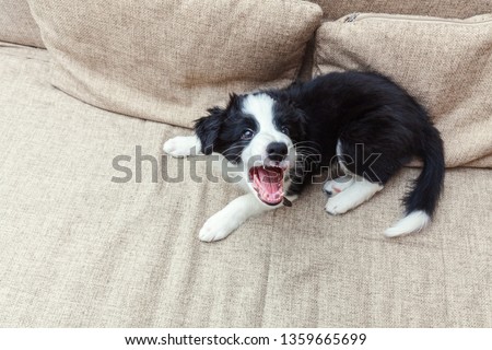 Funny portrait of cute smilling puppy dog border collie on couch. New lovely member of family little dog at home barking and waiting. Pet care and animals concept